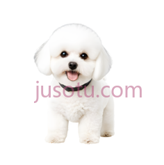 狗,白色毛发,白色PNG