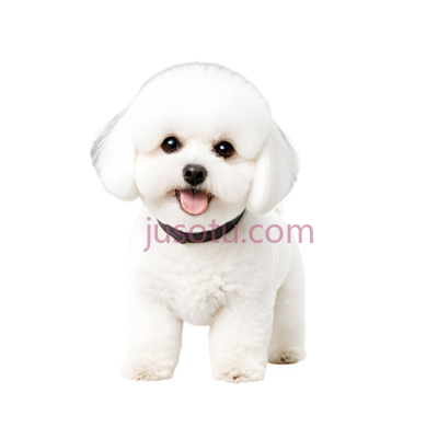 狗,白色毛发,白色, PNG