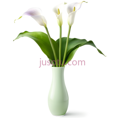 百合花,现代,白色, PNG