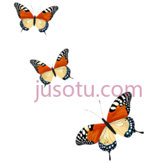 蝴蝶,卡通,橙色,白色,黑色PNG