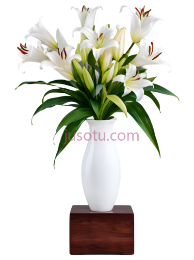 百合花,白色, PNG