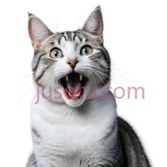 猫,惊讶,灰色,白色, PNG