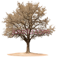 树,3D,棕色PNG