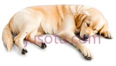 金毛猎犬PNG
