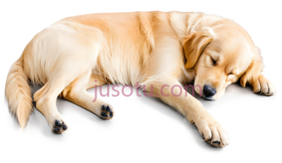 金毛猎犬, PNG
