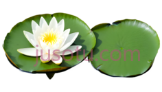 黑色,清洁,荷花PNG