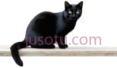 黑猫,卡通,黑色PNG