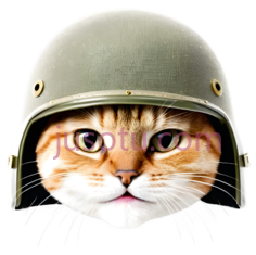 猫,军用头盔,表情,猫脸PNG