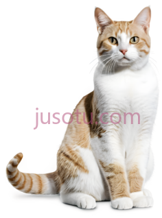 猫,坐姿,白色,棕色PNG