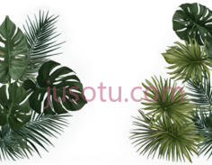 热带植物, PNG