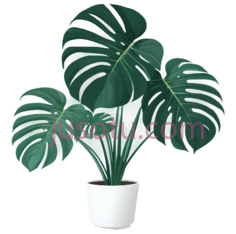 绿萝植物PNG