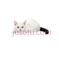 猫, PNG