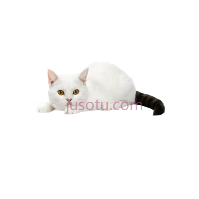猫, PNG