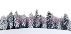 雪松,冬季覆盖着白雪,白色,绿色PNG