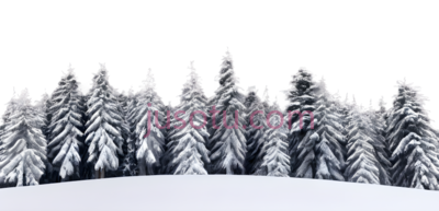 雪松,冬季覆盖着白雪,白色,绿色, PNG