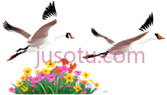 天鹅,卡通,白色PNG