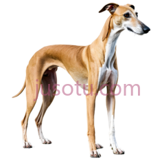 狗,站立,棕色,白色PNG
