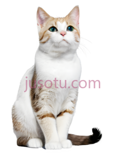 猫PNG