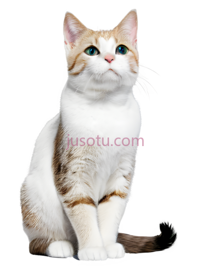 猫, PNG