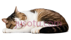猫,趴着的,白色,棕色,黑色PNG