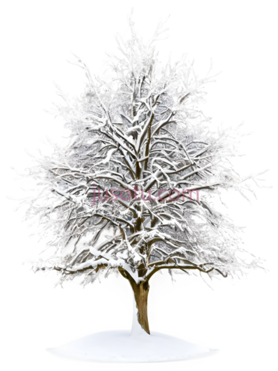 树,冬季雪景,白色, PNG