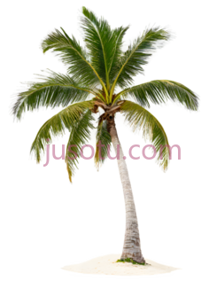 椰子树,卡通,绿色,白色PNG