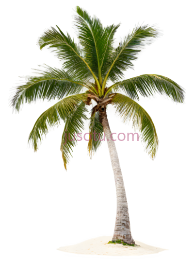 椰子树,卡通,绿色,白色, PNG