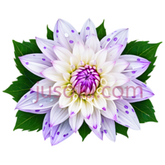 紫色,大丽花,斑点PNG