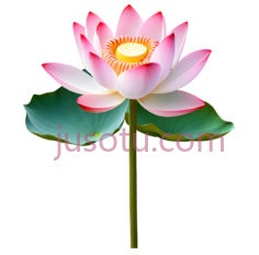 荷花,插画,粉色,白色PNG