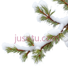 松树枝,自然,绿色PNG