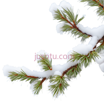 松树枝,自然,绿色, PNG