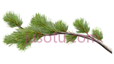 松树枝,自然,绿色PNG