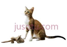 猫,坐着,棕色,白色PNG