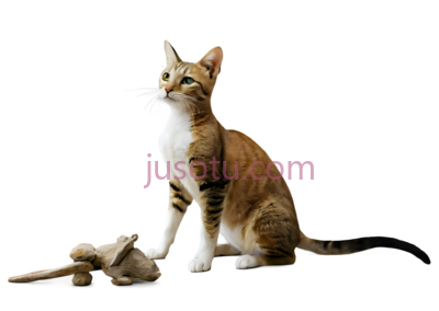 猫,坐着,棕色,白色, PNG