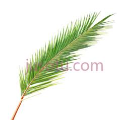 棕榈叶, PNG
