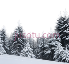 雪松,自然风光,白色PNG
