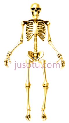 人体骨骼,3D,金色PNG