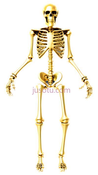 人体骨骼,3D,金色, PNG