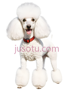 狗,卷毛,白色PNG