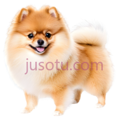 博美犬,站立,浅棕色PNG