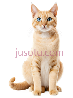 猫,坐姿,橙色PNG