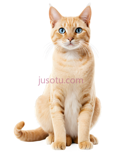 猫,坐姿,橙色, PNG