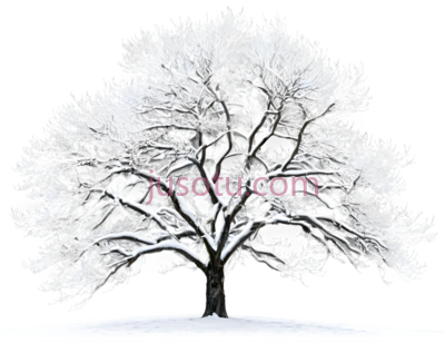 树,雪覆盖,白色, PNG