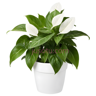 白掌,盆栽植物,绿色,白色, PNG