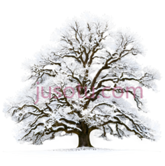 橡树,雪地PNG