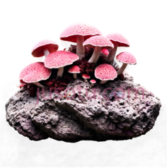 珊瑚,自然,粉色PNG
