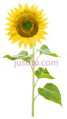 向日葵,插画,黄色PNG