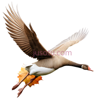 鸟,飞行,棕色,白色, PNG