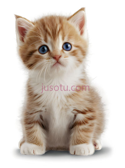 小猫,可爱,橙色,白色, PNG