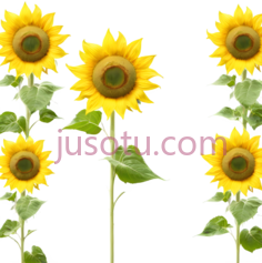 太阳花,黄金, PNG